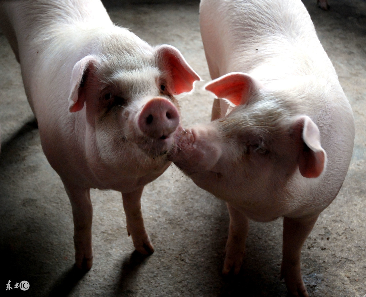 兽医怎么治犬发烧,老兽医小妙招