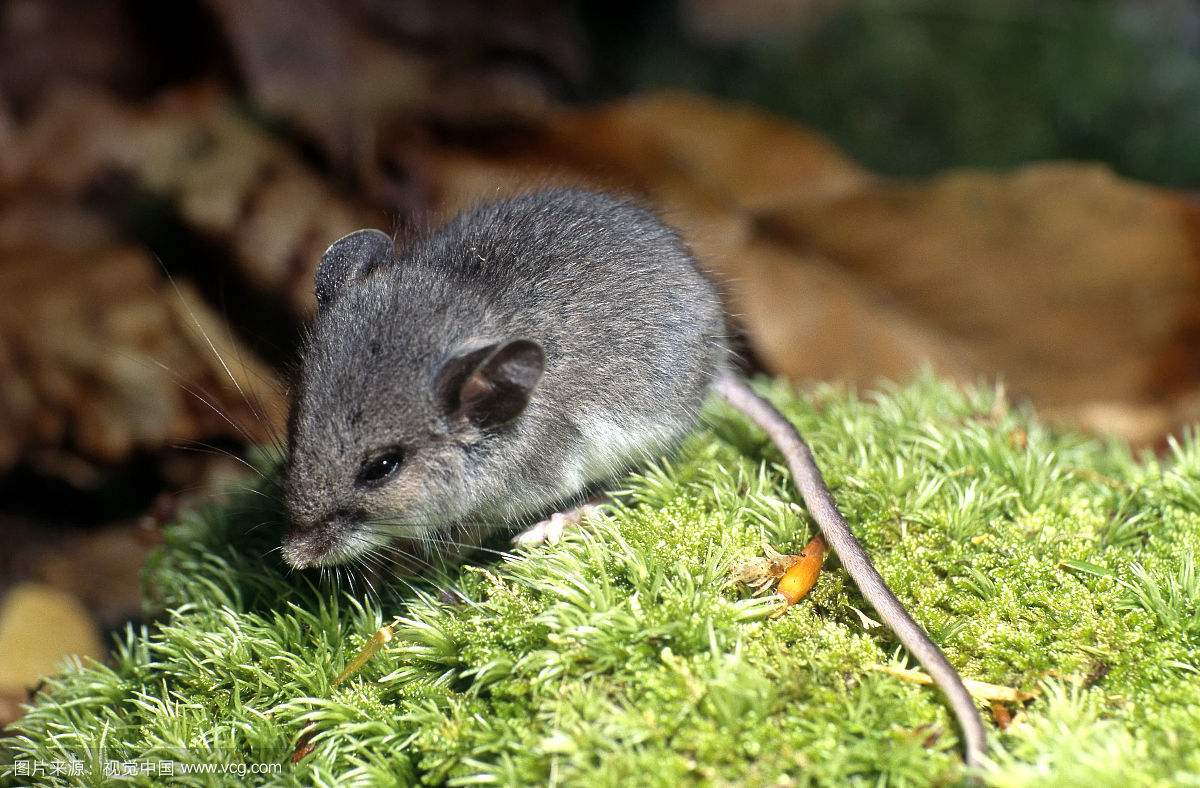除害虫工作,除四害除虫