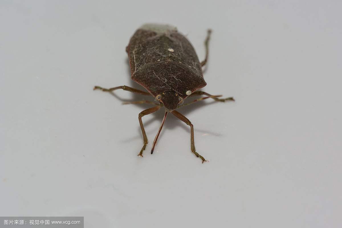 除害虫工作,除四害除虫