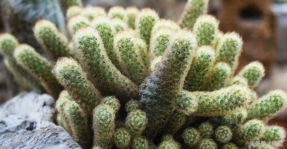 金手指银手指怎么养,金手指怎么养才能爆盆