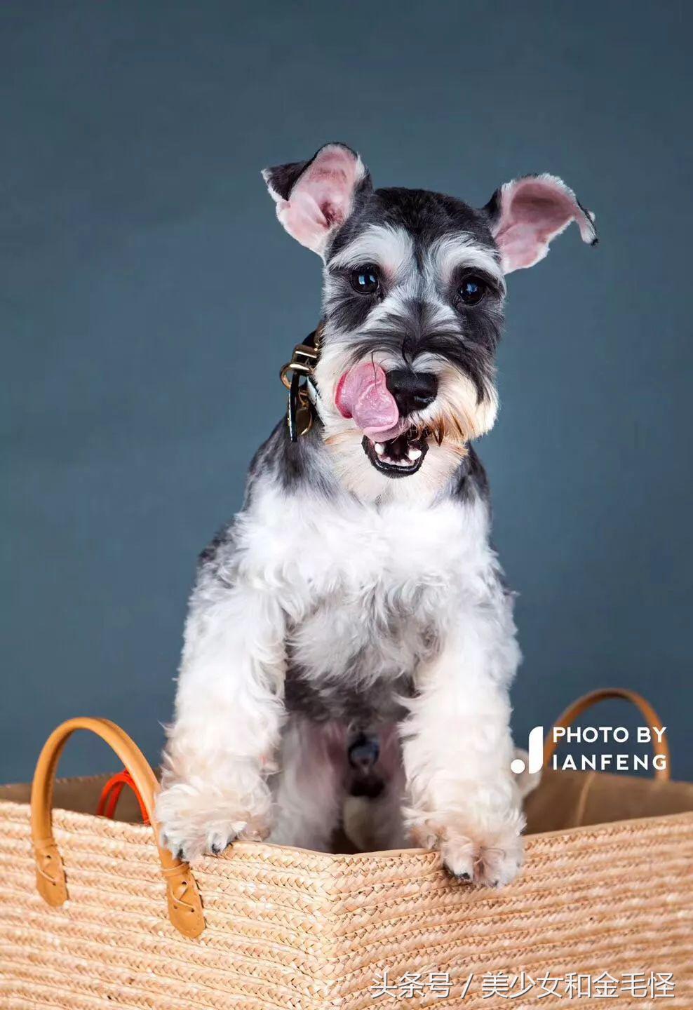 养狗人请关注,养狗人要经过学习持证养狗