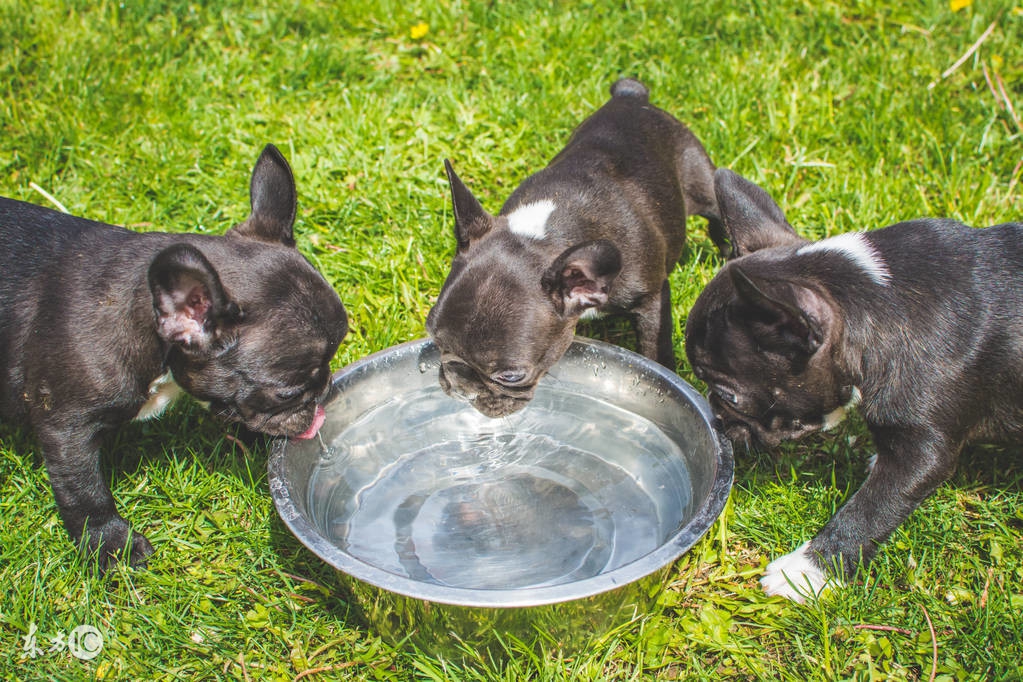 可爱的斗牛犬视频,法国斗牛犬训练大小便