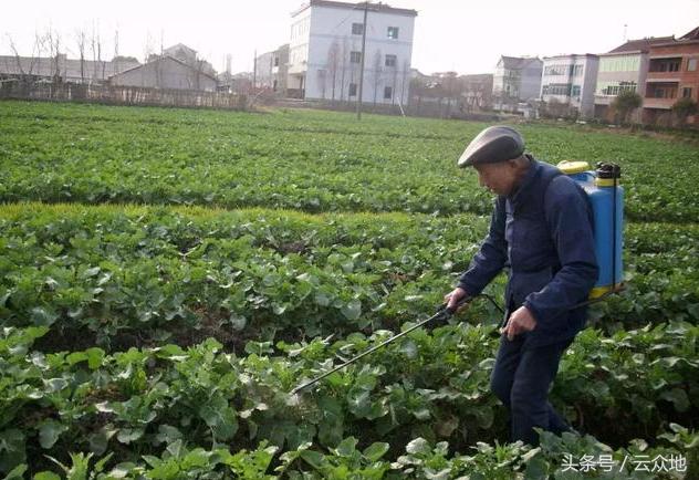 早春油菜田间管理技术要点及近期加强防范油菜冻害！