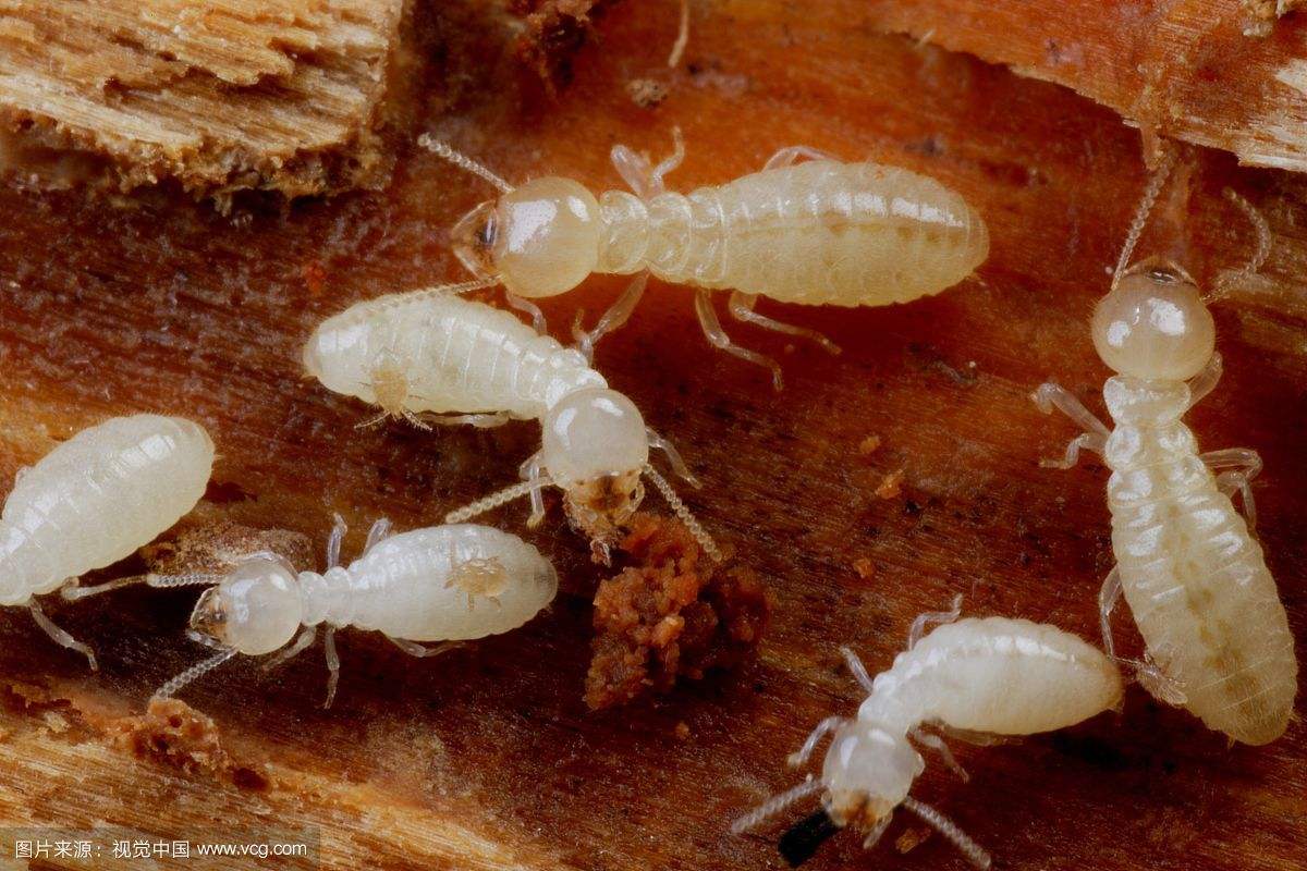 除害虫工作,除四害除虫