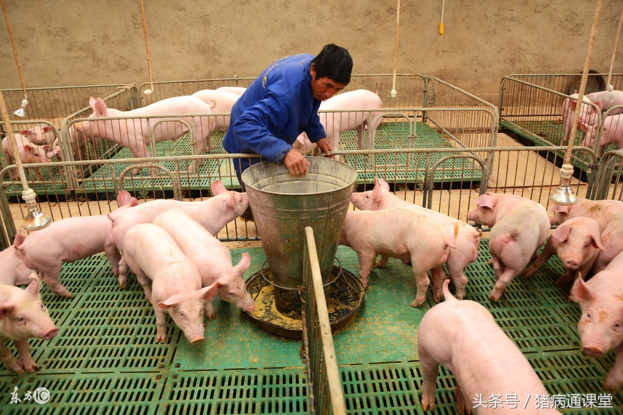 仔猪水肿病怎么治疗,猪肛肿用什么药