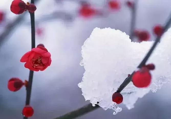 同样是下雪场景却大不一样,南北方下雪不一样吗