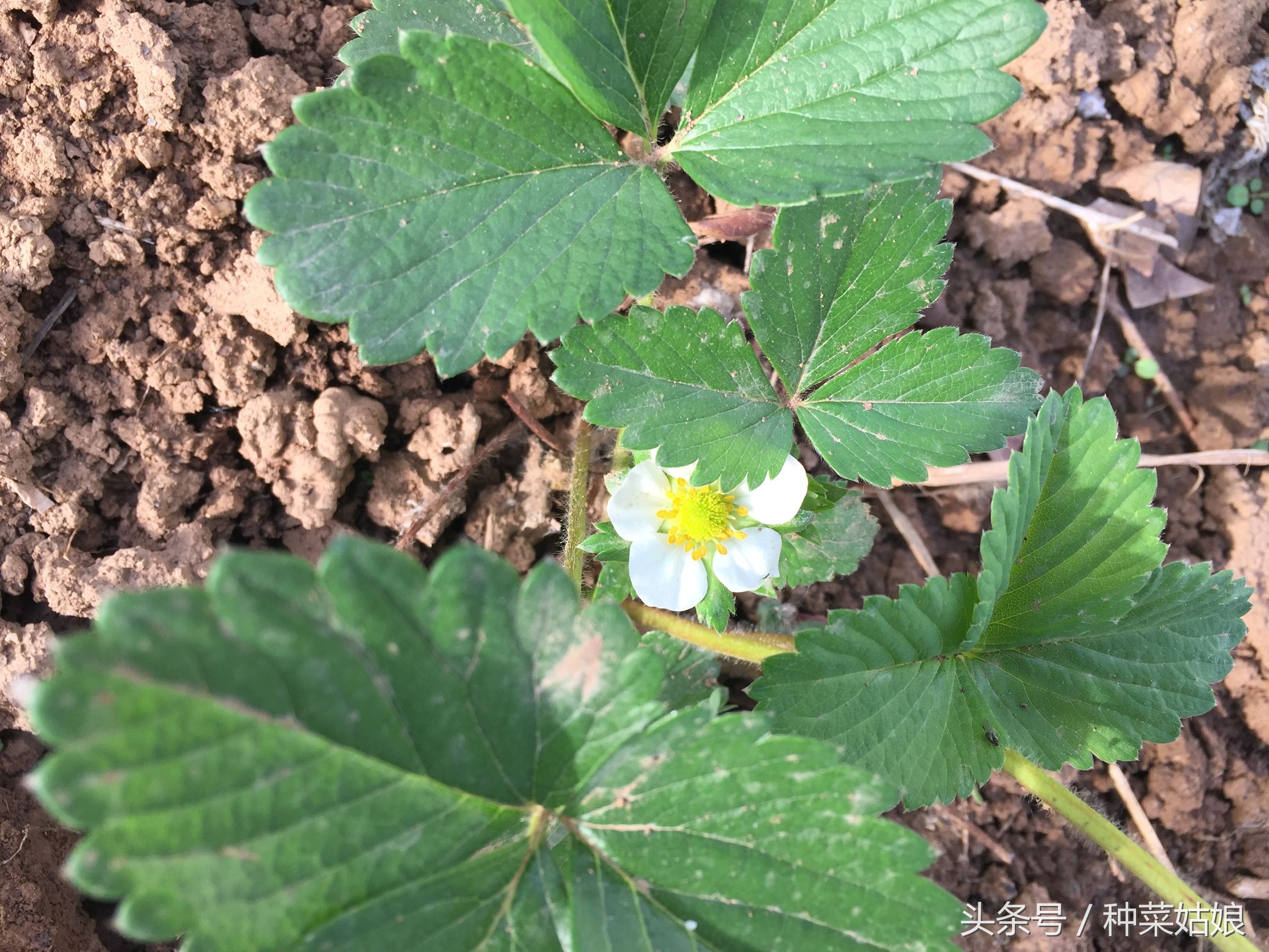 草莓种植小妙招,草莓的种植方法和优缺点