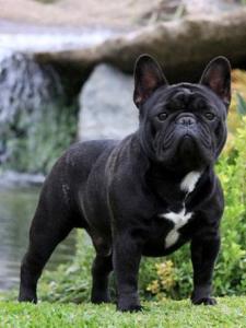 可爱的斗牛犬视频,法国斗牛犬训练大小便