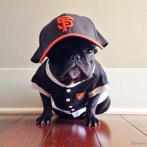 可爱的斗牛犬视频,法国斗牛犬训练大小便