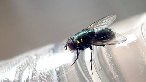 除害虫工作,除四害除虫