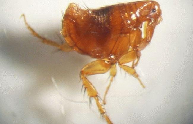 除害虫工作,除四害除虫