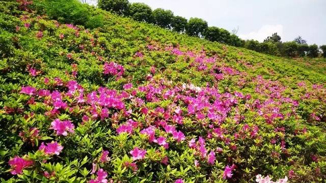 浏阳春季旅游攻略大全,浏阳旅游攻略景点必去三天