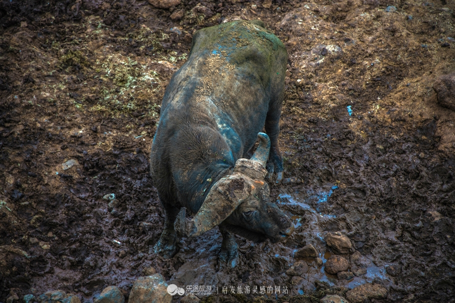 肯尼亚树顶酒店我住在了女王隔壁