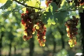 葡萄的虫害防治用啥药,葡萄常见病虫害及治疗方法