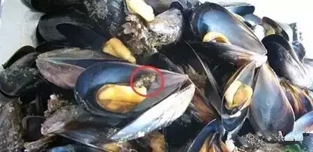 爱吃海鲜的人要关注什么,爱吃海鲜的人怎么避免痛风