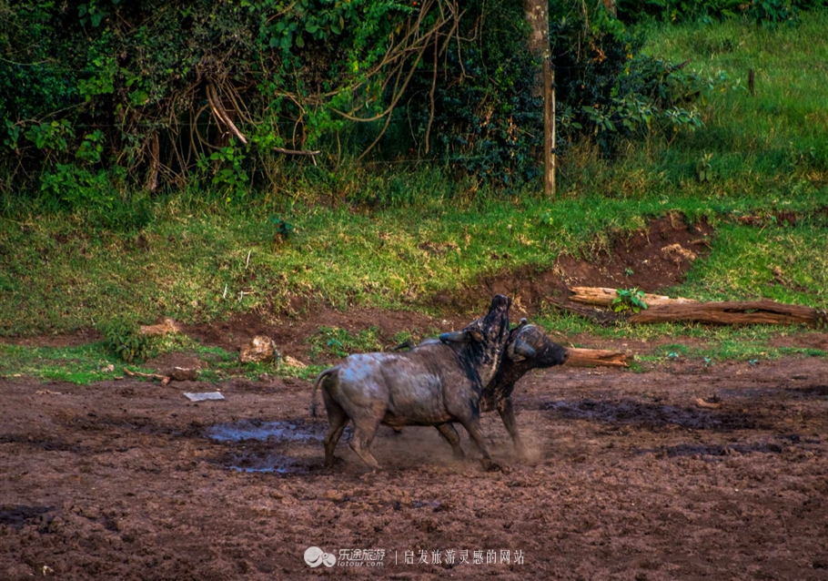 肯尼亚树顶酒店我住在了女王隔壁