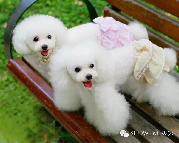 IsItTrue？未生育的狗狗比生育过的狗狗得子宫蓄脓的比例高？