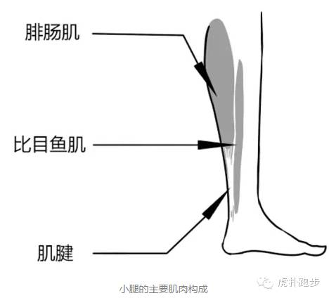 跑后拉伸完腿麻怎么回事,跑后不拉伸小腿真的会变粗