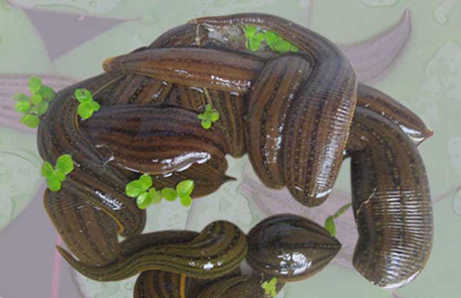 野外遇到这些动物一定要谨慎,十种危险的吸血动物