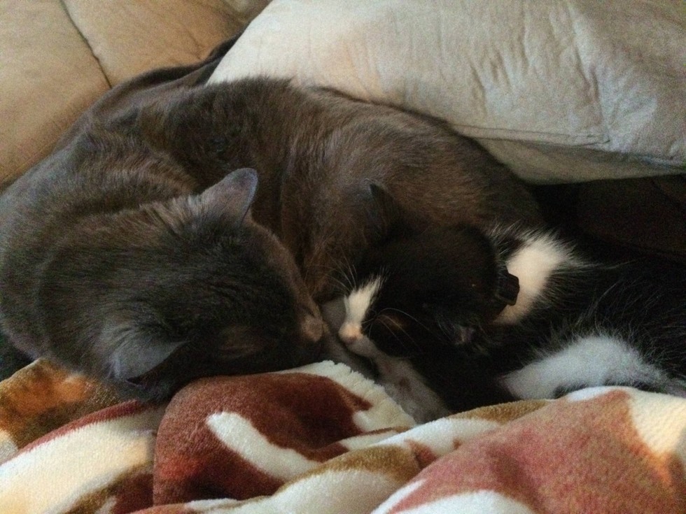 小流浪猫怕人可以强制抓回去吗,流浪猫主动求收养被赶走