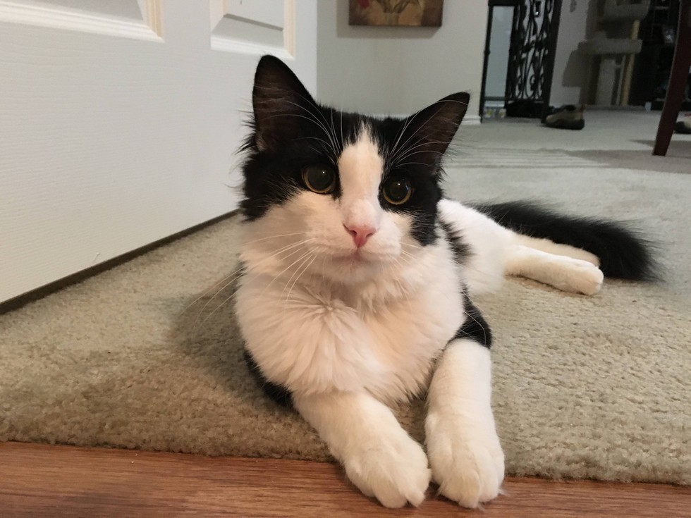 小流浪猫怕人可以强制抓回去吗,流浪猫主动求收养被赶走