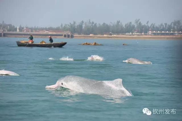 钦州三娘湾免费门票,钦州三娘湾景区现在还收费吗