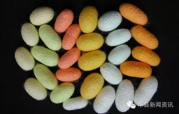 老家白白胖胖的白色虫子,小时候白色的虫子