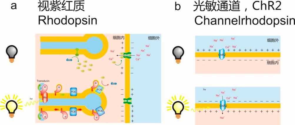 与遗传学有关的诺贝尔奖,光遗传学基因疗法