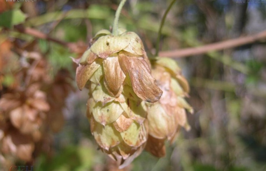 宅及鲜美酒汇：三招辨别真假喜力啤酒。