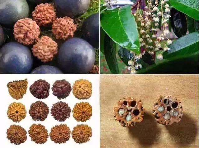 菩提哪一种好,菩提分几种哪种最好