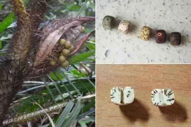 菩提哪一种好,菩提分几种哪种最好