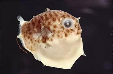 用我巨萌的强力剂，治愈你的宝宝萌化症