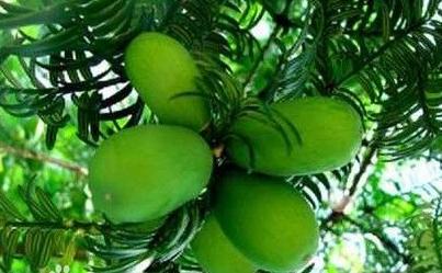 这些水果你一定不能错过,这些水果一定要多吃抓紧收藏