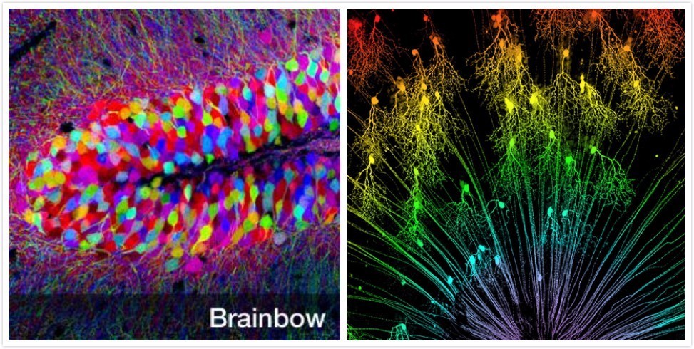 与遗传学有关的诺贝尔奖,光遗传学基因疗法