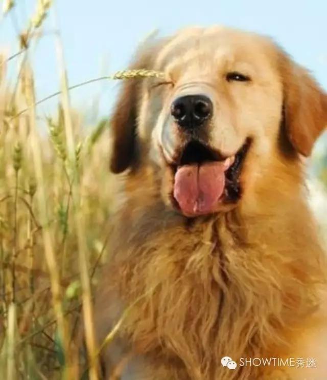 狗髋关节磨损的治疗方法,狗的髋关节你了解多少