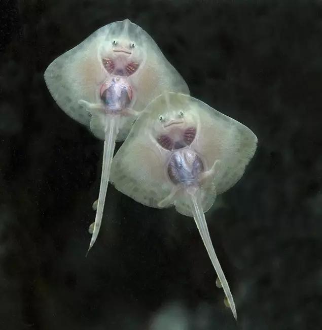 用我巨萌的强力剂，治愈你的宝宝萌化症