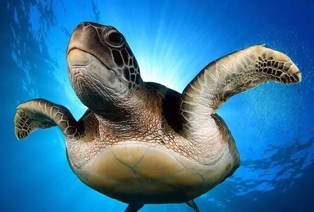 用我巨萌的强力剂，治愈你的宝宝萌化症