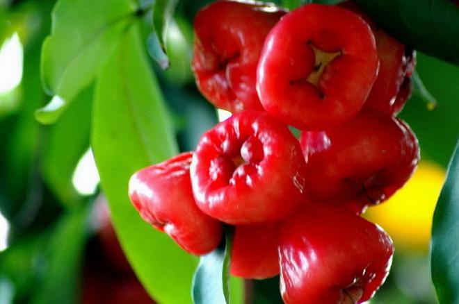 这些水果你一定不能错过,这些水果一定要多吃抓紧收藏