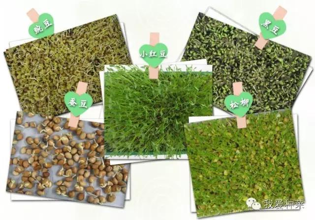 纸上种菜观察记录,纸上种菜