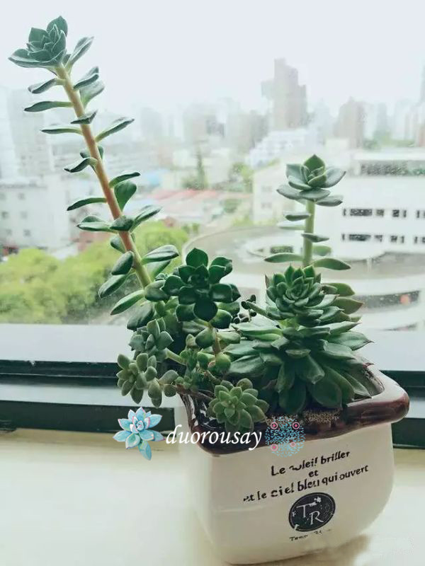 多肉徒长却更好看,多肉徒长更好看