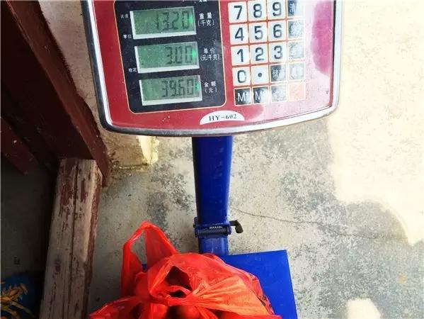 带着小猴子上山摘油桃，又一波福利先到先得