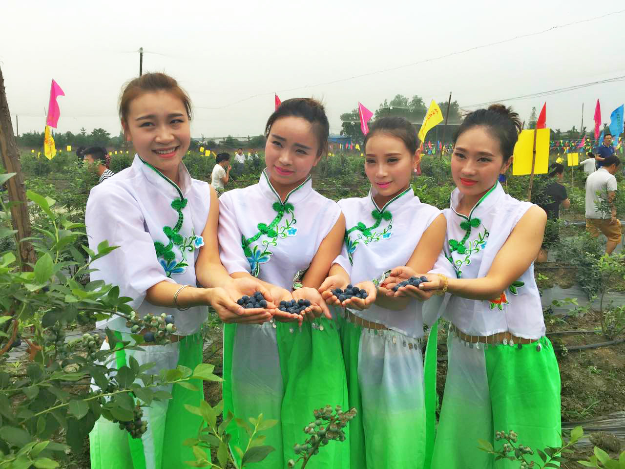 首届蓝莓采摘节,双流摘蓝莓基地