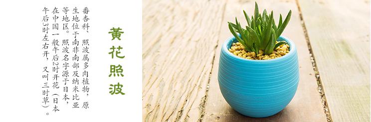 多肉植物刚种植掉叶怎么补救,多肉植物收到货后要怎么种植