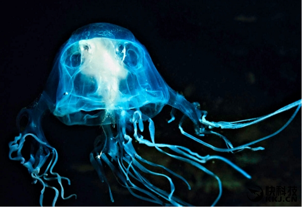 地球上最毒的15种动物,世界上最毒的动物排行