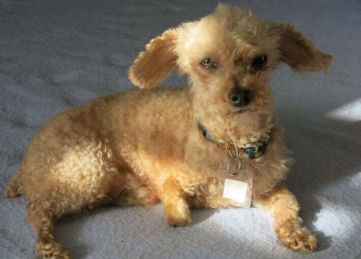 让死神等10年的流浪狗一直坚信有人会救它，最后上天给了它答案