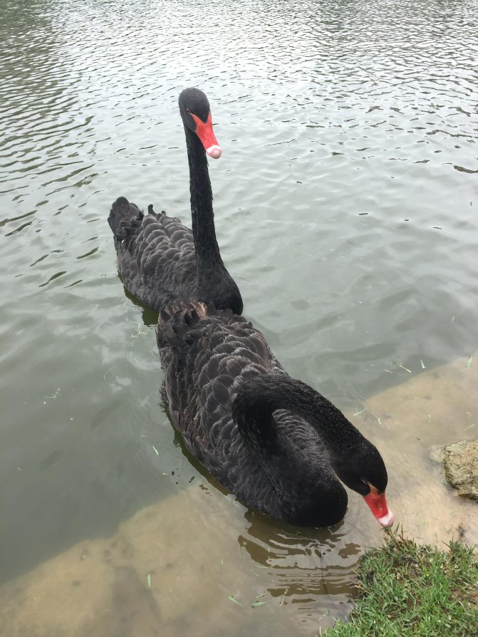 鼓浪屿自驾游全攻略,厦门鼓浪屿登岛全攻略