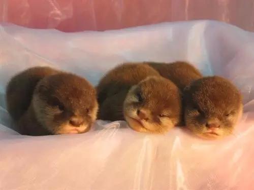 用我巨萌的强力剂，治愈你的宝宝萌化症