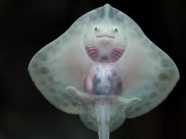 用我巨萌的强力剂，治愈你的宝宝萌化症