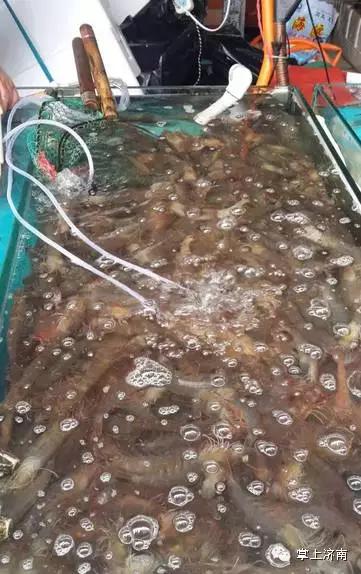 往水里扔一把“白色粉末”，一动不动的花蛤立马“回光返照”！这