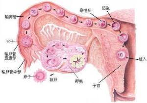 总怀不上孩子正常吗,总也怀不上孩子怎么办